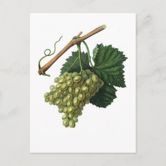 ザヴェルデルホ葡萄 ポストカード (正面)