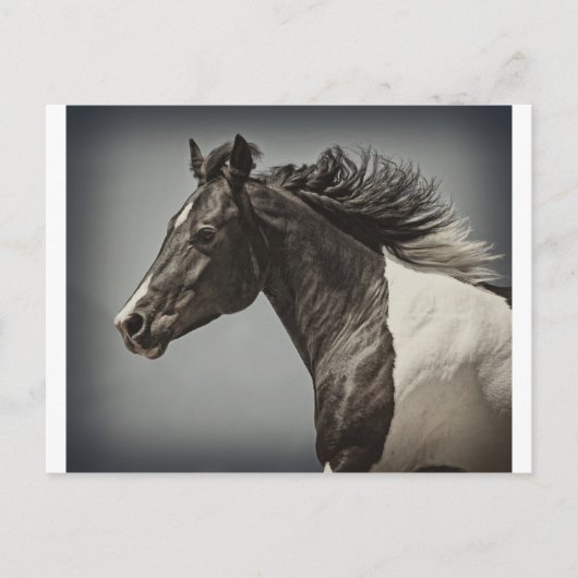 ザ絵を描 ポストカード (正面)