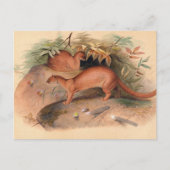 ザ・アイラバイ・ジョセフ・ウルフ ポストカード (正面)