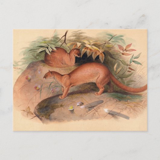 ザ・アイラバイ・ジョセフ・ウルフ ポストカード (正面)