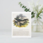 ザ・ウルフ(カニスループス)教育イラストレーションpu ポストカード (スタンド正面)