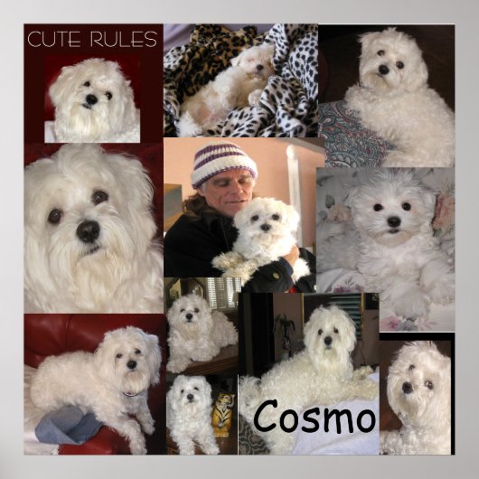 ザ・コスモのポスターby lin ポスター (正面)