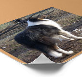 ザ・コリー： ポスター (角)