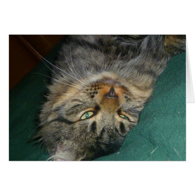 ザ・ティグ (正面横)