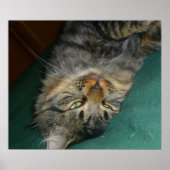 ザ・ティグ ポスター (正面)