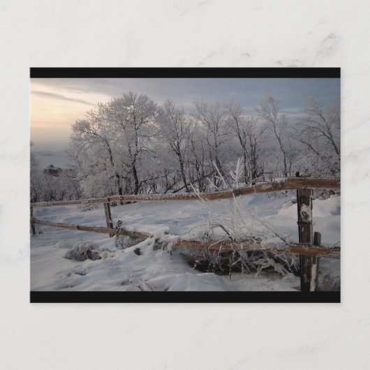 ザ・ノ凍っていース ポストカード (正面)