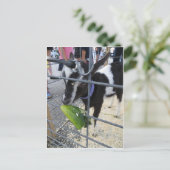 ザ・ピクルスを食べるゴート ポストカード (スタンド正面)