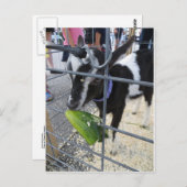 ザ・ピクルスを食べるゴート ポストカード (正面/裏面)