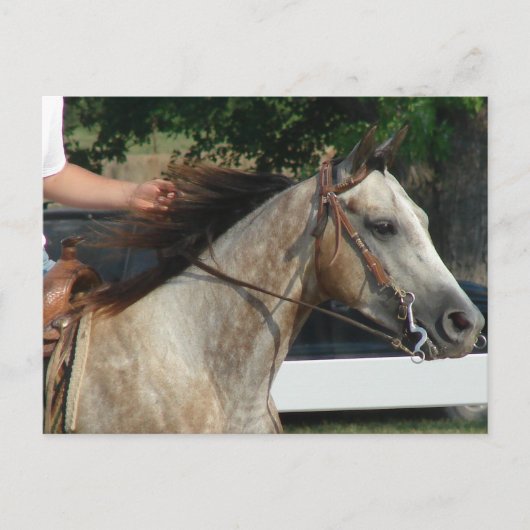 ザ・ホース・ショー ポストカード (正面)