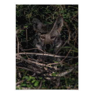 ザ・リトル・ワンの母ゲメスアイランドフォトプリント フォトプリント           