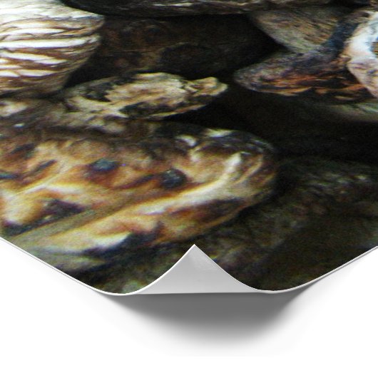 シイタケ ポスター (角)