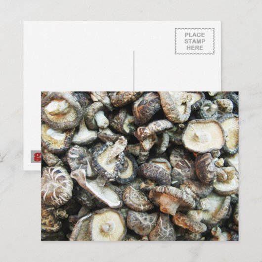 シイタケ ポストカード (正面/裏面)