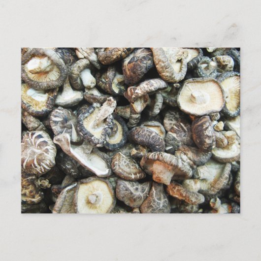 シイタケ ポストカード (正面)