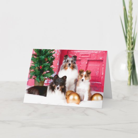 シェットランドシェプドッグのクリスマスグリーティングカード シーズンカード (正面)
