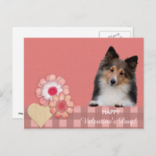 シェットランドシェプドッグバレンタインデーのはがき シーズンポストカード (正面/裏面)