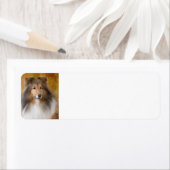 シェットランドシェプドッグ住所 シール (インサイチュ)