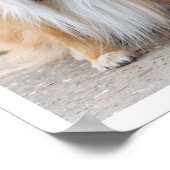 シェットランドシェプドッグ座る ポスター (角)