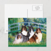 シェットランドシェプドッグ(4) – ブリッジ ポストカード (正面/裏面)