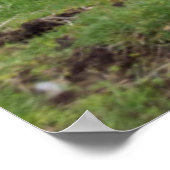 シェットランドヒツジ5 ポスター (角)