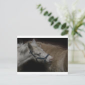 シェットランドフレンズ04 ポストカード (スタンド正面)