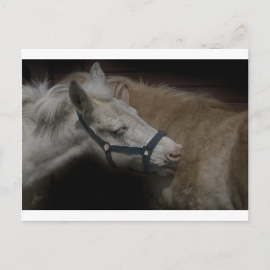 シェットランドフレンズ04 ポストカード (正面)