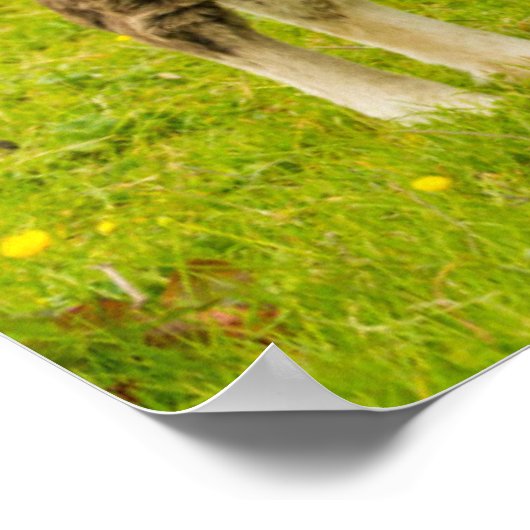 シェットランドポニーの母と子孫 ポスター (角)