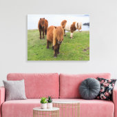 シェットランドポニーの牧草地の高い崖の近く キャンバスプリント (インサイチュ (リビング))