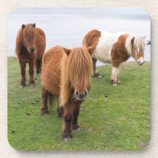 シェットランドポニーの牧草地の高い崖の近く コースター (正面)