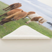 シェットランドポニーの牧草地の高い崖の近く シェルパブランケット (3/4)