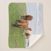 シェットランドポニーの牧草地の高い崖の近く シェルパブランケット (正面)