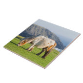 シェットランドポニーの牧草地の高い崖の近く タイル (側面)