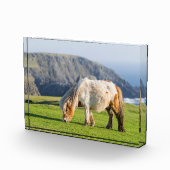 シェットランドポニーの牧草地の高い崖の近く フォトブロック (右)