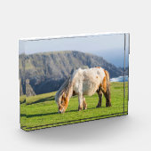 シェットランドポニーの牧草地の高い崖の近く フォトブロック (左)