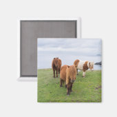 シェットランドポニーの牧草地の高い崖の近く マグネット (正面/裏面)