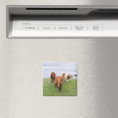 シェットランドポニーの牧草地の高い崖の近く マグネット (インサイチュ (食洗機))