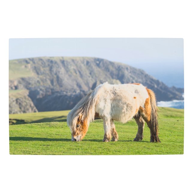 シェットランドポニーの牧草地の高い崖の近く メタルプリント (正面)