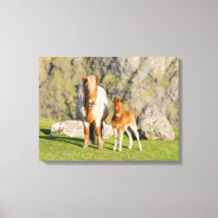 シェットランドポニーオンパスチュアハイクライフの近く、マーレ2 キャンバスプリント