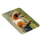 シェットランドポニーオンパスチュアハイクライフ近く マグネット (右側)