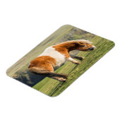 シェットランドポニーオンパスチュアハイクライフ近く マグネット (左側)