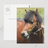 シェットランドポニーデザインはがき ポストカード (正面/裏面)