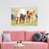 シェットランドポニー牧草地の標高の高い崖の近く キャンバスプリント (インサイチュ (リビング))