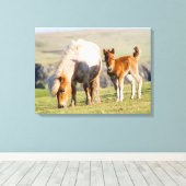 シェットランドポニー牧草地の標高の高い崖の近く キャンバスプリント (インサイチュ (ウッドフロア))