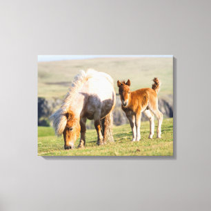 シェットランドポニー牧草地の標高の高い崖の近く キャンバスプリント