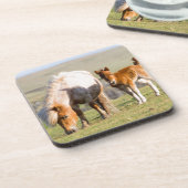 シェットランドポニー牧草地の標高の高い崖の近く コースター (左側)