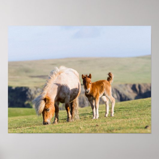 シェットランドポニー牧草地の標高の高い崖の近く ポスター (正面)
