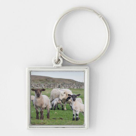 シェットランド羊 キーホルダー (正面)