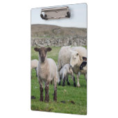 シェットランド羊 クリップボード (左)