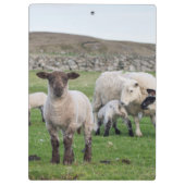 シェットランド羊 クリップボード (裏面)