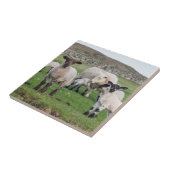 シェットランド羊 タイル (側面)