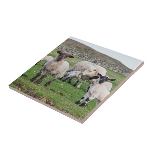 シェットランド羊 タイル (側面)